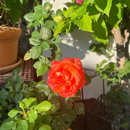 Vakantiehuis Casa ' Izzy ' *